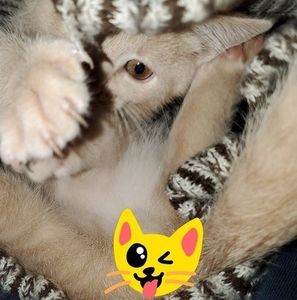 Meet your Posher, Clash